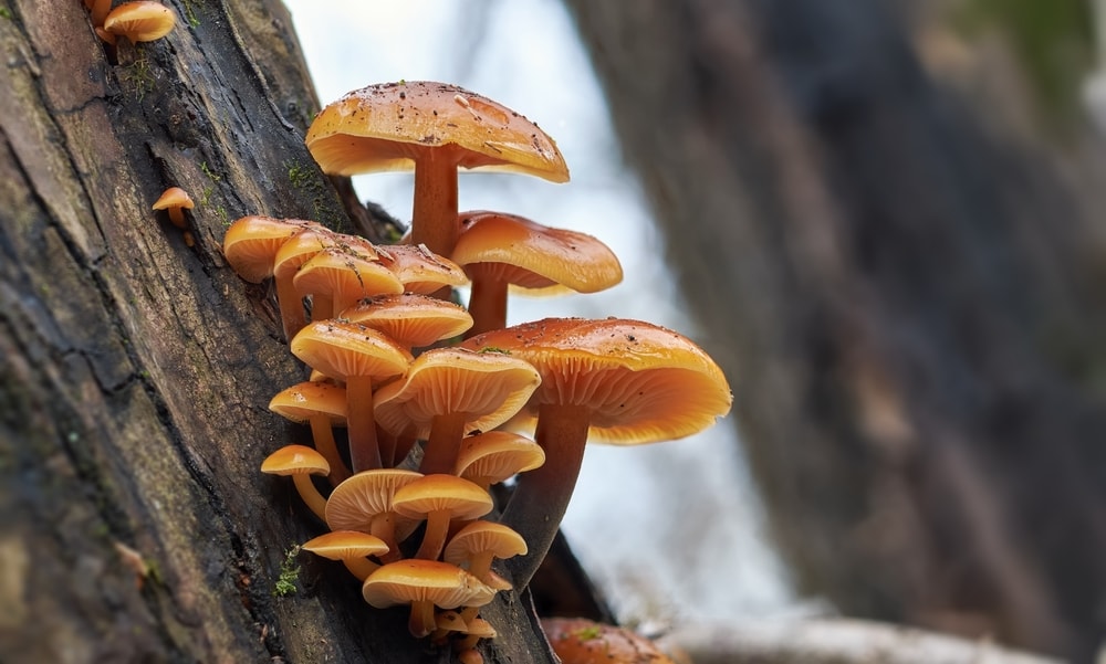 Velvet Shank - Flammulina velutipes growing on side of a tree