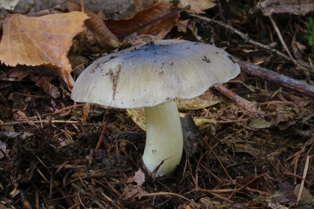 Sooty Head - Tricholoma portentosum grown on a dirty soil