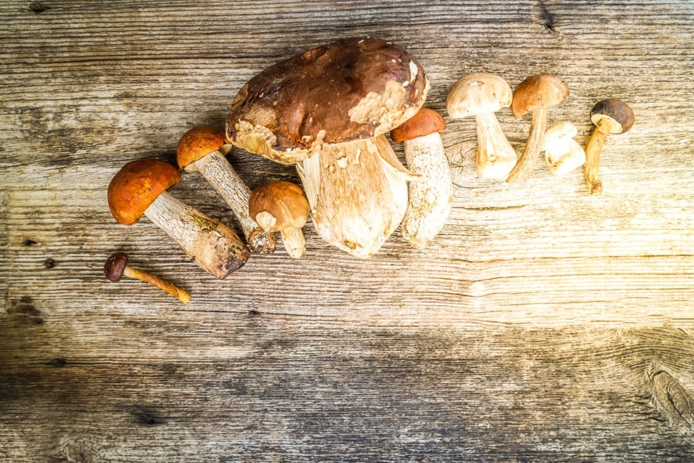 Different mushrooms on top of a table