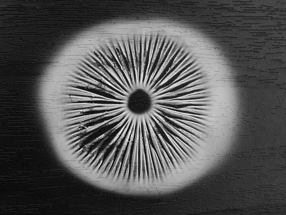 Mushroom spore print on a black background