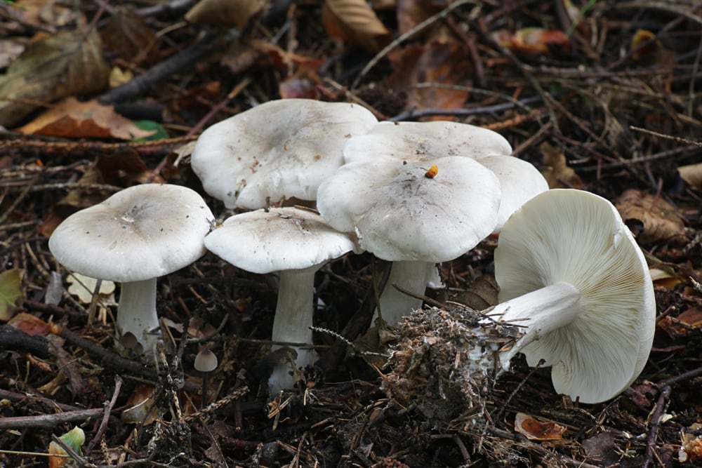 Clouded Agaric - Clitocybe nebularis with one fell down