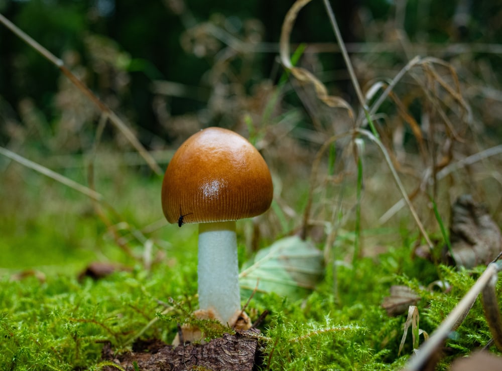 Tawny Grisette - Amanita fulva growing with dry grass surrounds it
