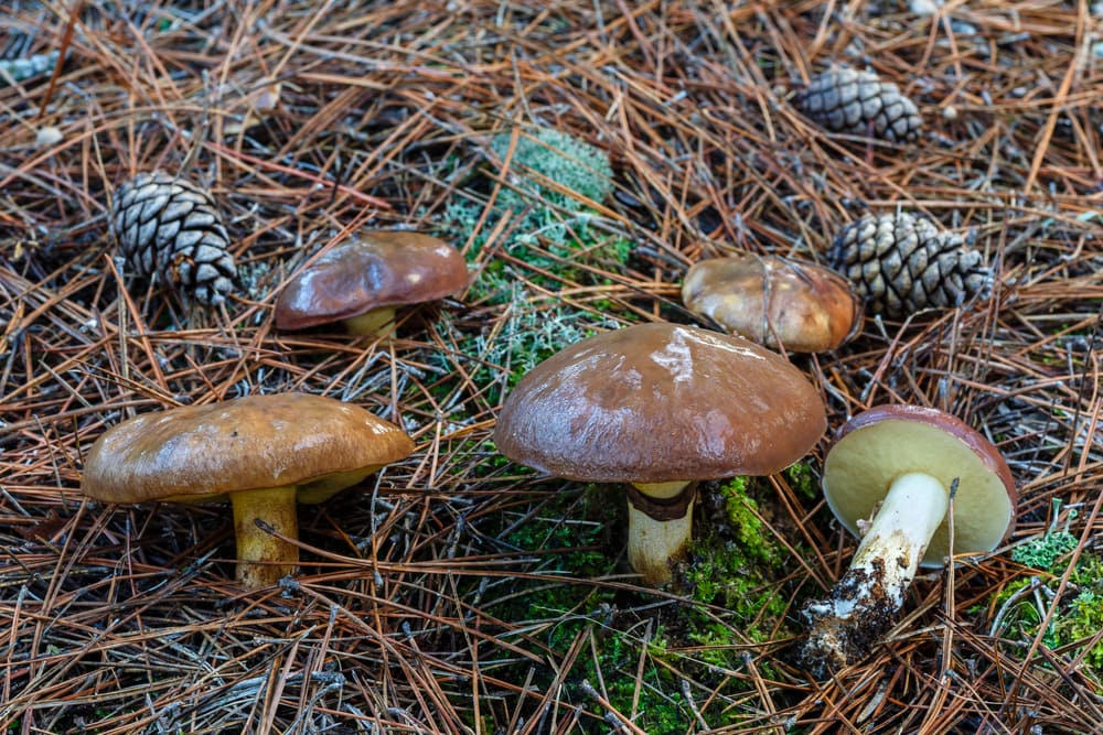 Slippery Jack - Suillus luteus laid down on dry sticks