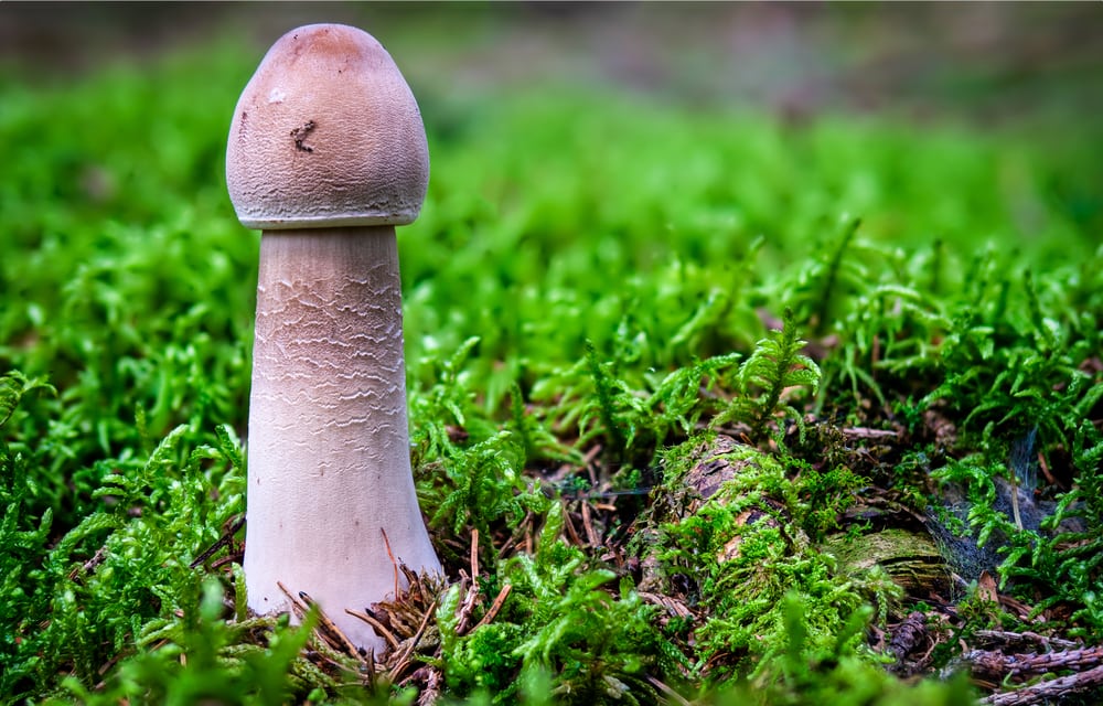 Stinkhorn - Phallus impudicus standing on a lawn