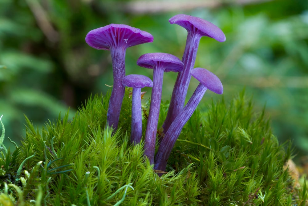 Focused shot of Five Amethyst Deceiver - Laccaria amethystina