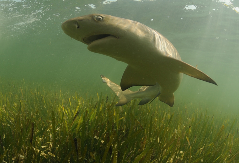 a lemon sark swimming in shallow waters