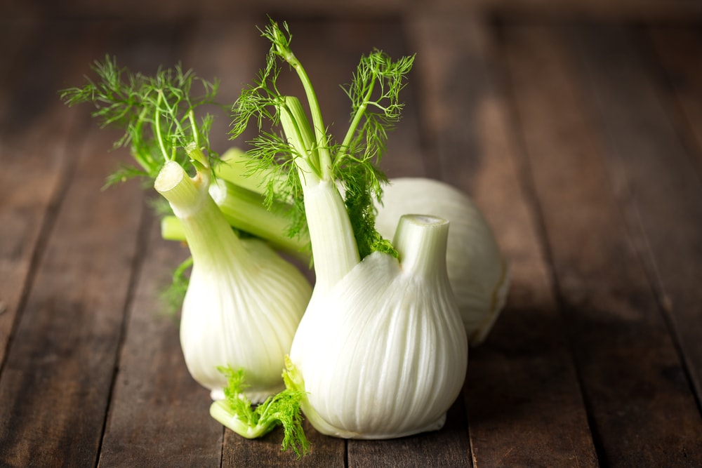 fresh fennel bulbs on the table 