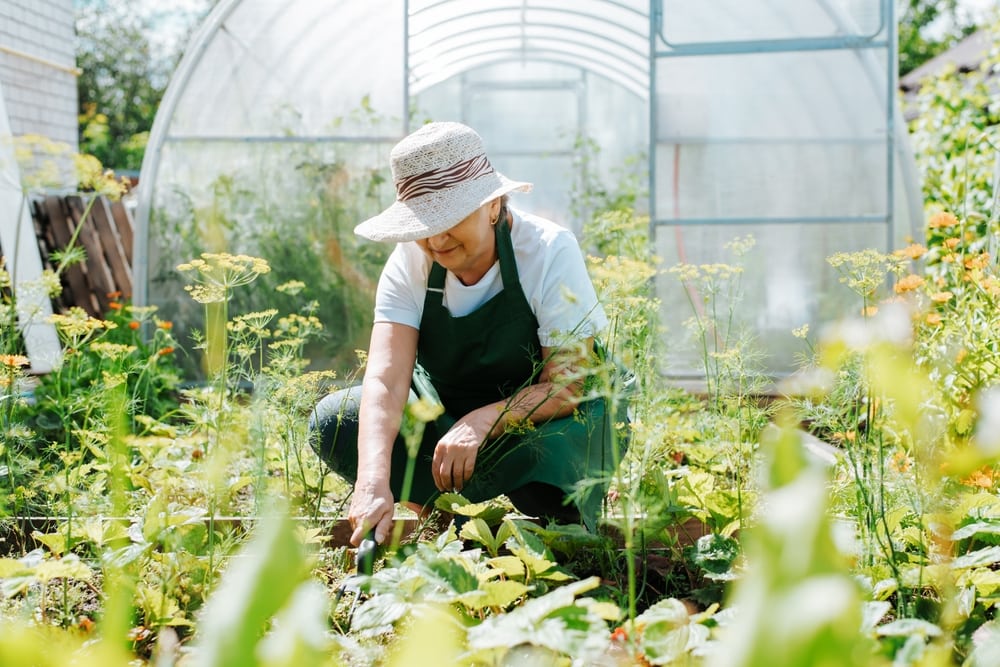 a lady tending to plants in a green house