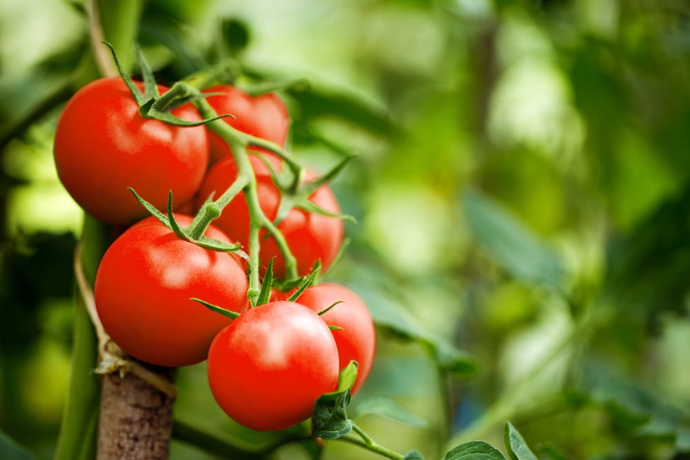 ripe tomatoes in a garden 