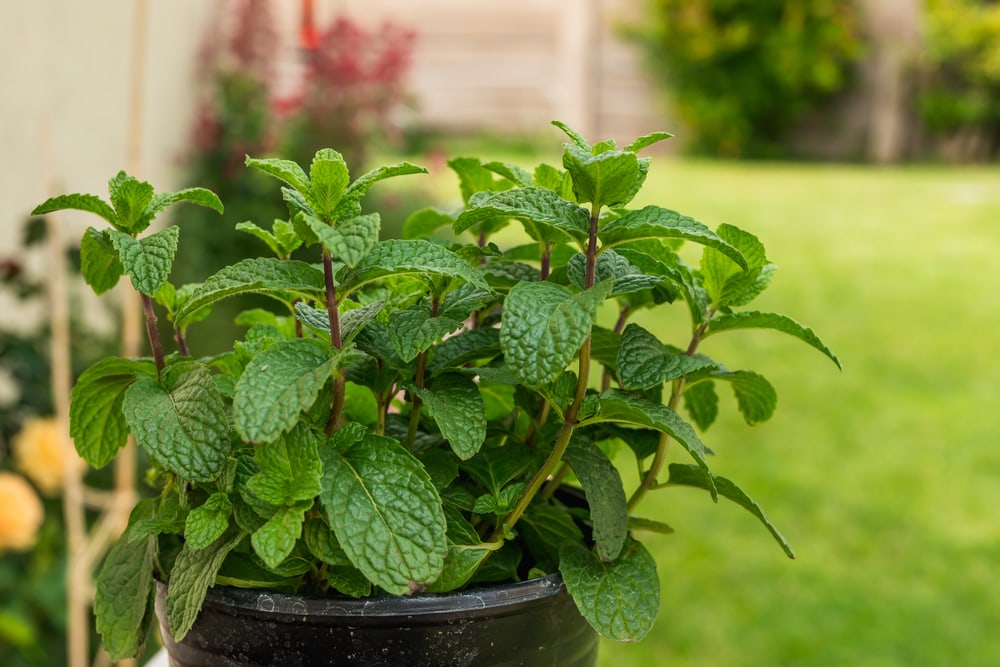 a peppermint plant in a plant in a house garden 