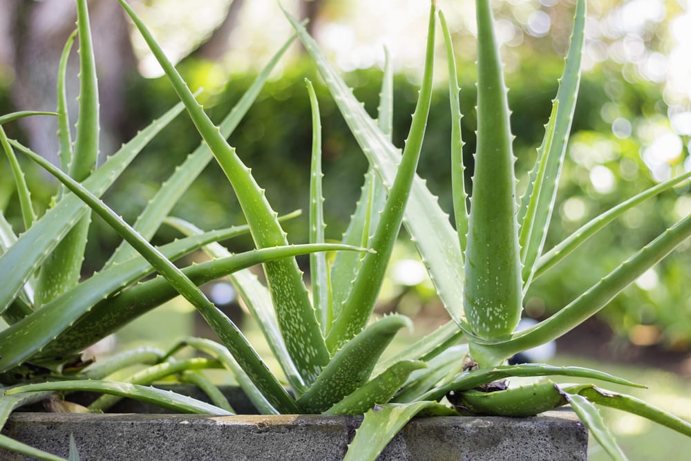 aloe vera in a pot