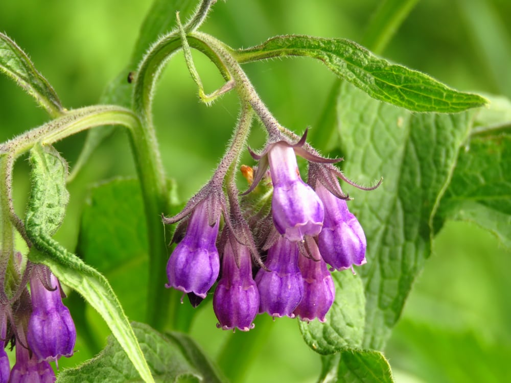 close up image of a Comfrey flower 