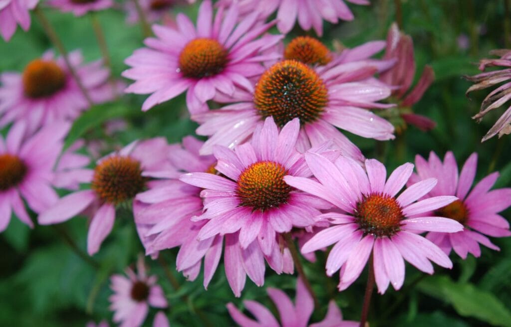 closeup of coneflowers