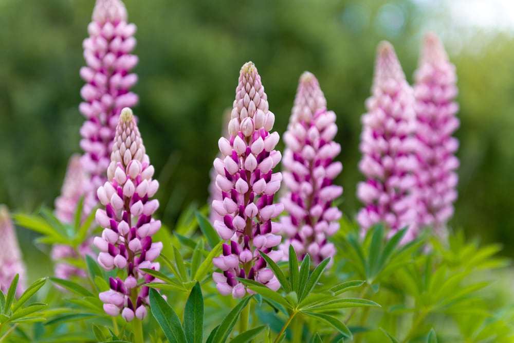 image of blooming purple lupine flowers