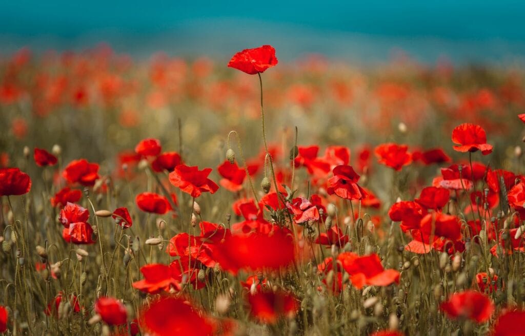 red poppies in a poppy flower field
