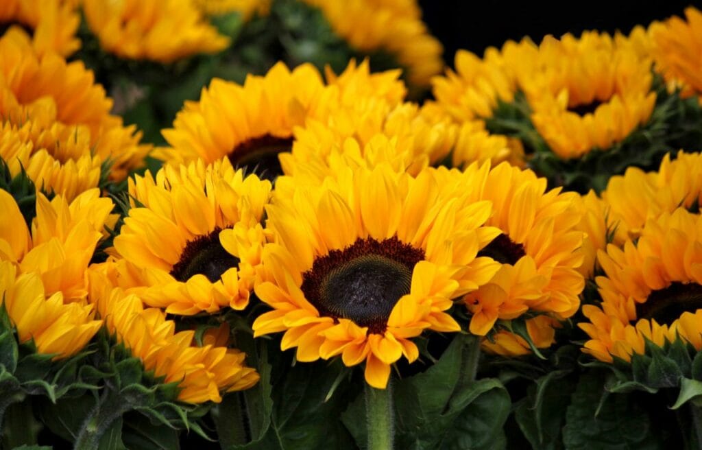 close up image of a sunflower 