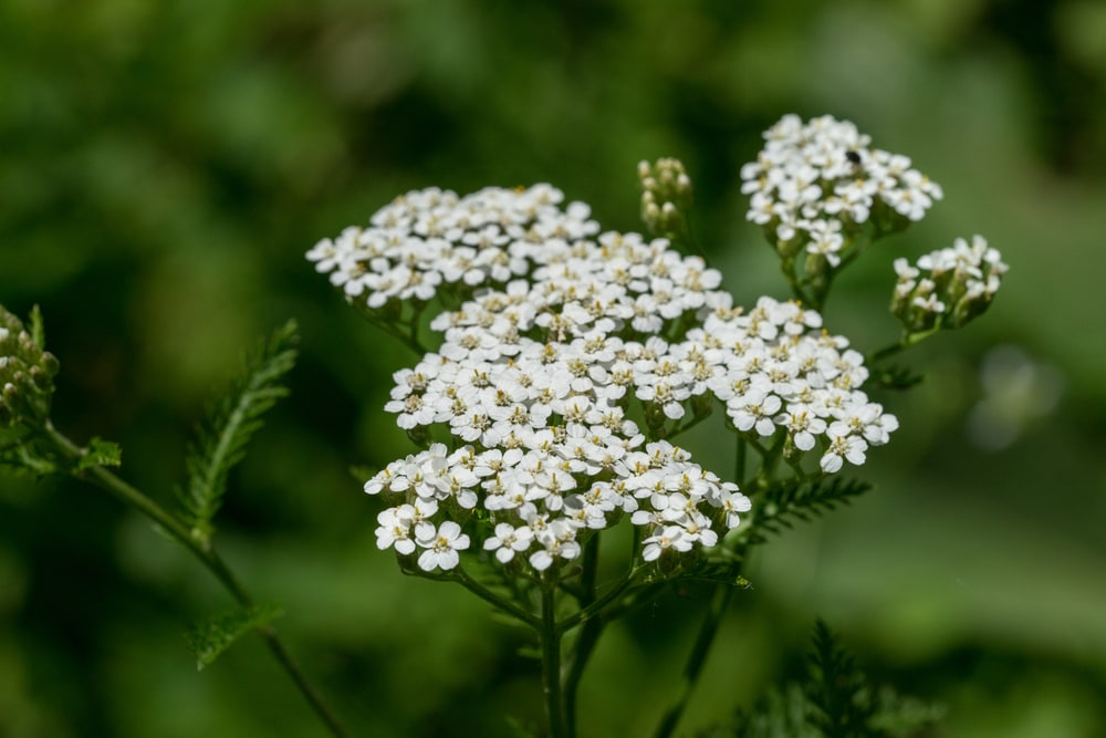 white yarrow in a garden