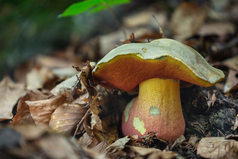 Devil’s Bolete (Rubroboletus satanas) covered in dry leaves