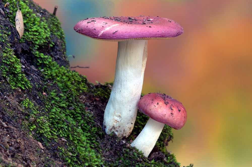 The Sickener (Russula emetica) growing on the side of a tree