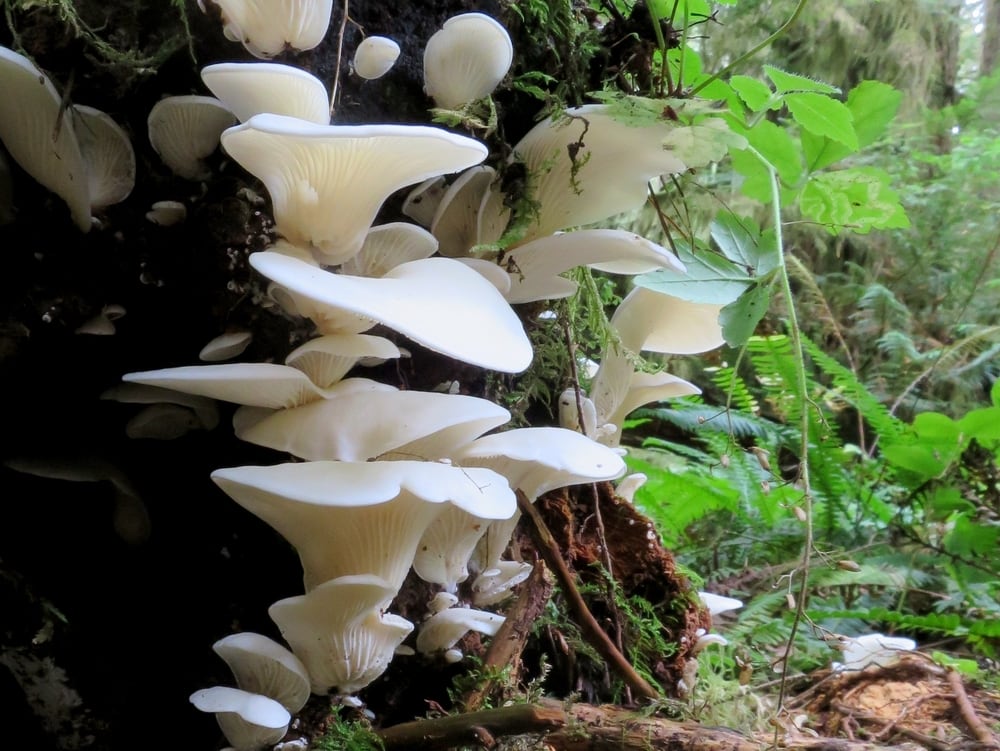 Angel’s Wings (Pleurocybella porrigens) growing on the side of a tree