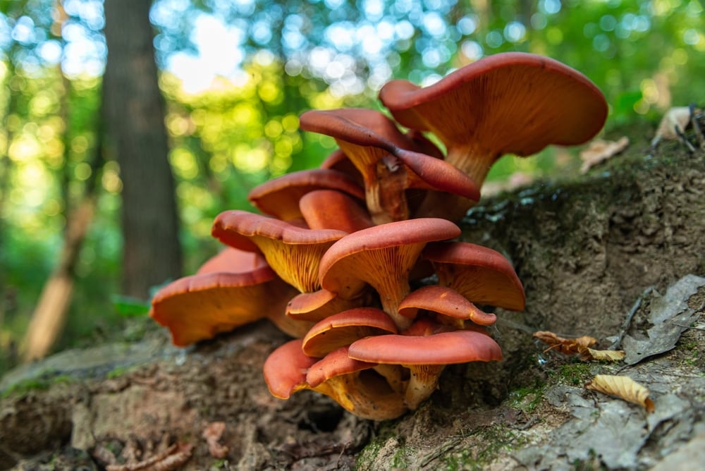 Jack-o’-Lantern (Omphalotus) growing on the ground