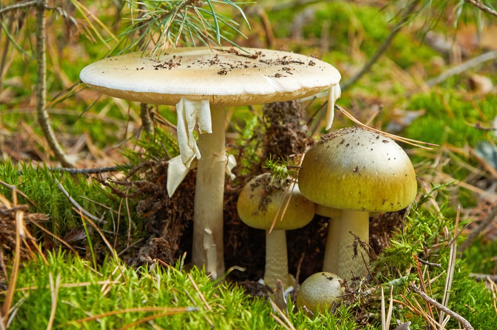 Death Cap (Amanita phalloides) on a soil been dug