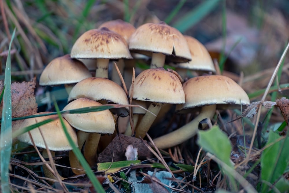 Group of Sulfur Tuft (Hypholoma fasciculare) growing on a dry grass