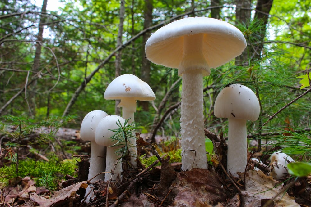 Fool’s Mushroom or European Springtime Destroying Angel (Amanita verna) with dry leaves underneath