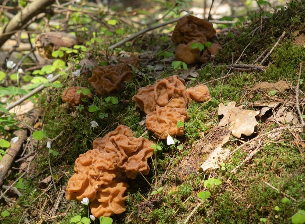Group of Brain Mushroom or False Morel (Gyromitra esculenta) on the ground