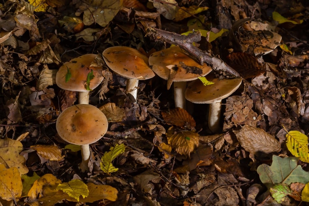 Poison Pie (Hebeloma crustuliniforme) hiding under lots of dry leaves