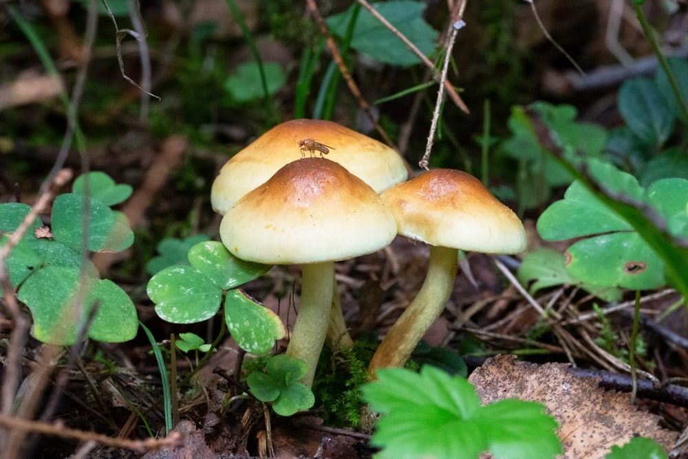 Funeral Bell (Galerina marginata) growing with clover leaves surround it