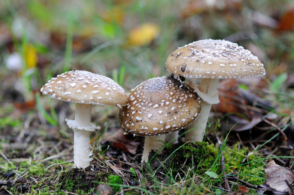 Panther Cap (Amanita pantherina) growing on a random land