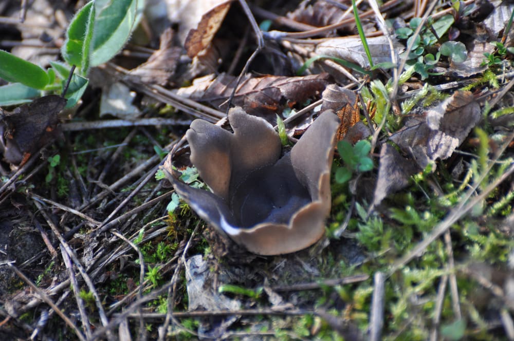 Lilac Elf Cup (Sarcosphaera coronaria) in the middle of fallen dry leaves