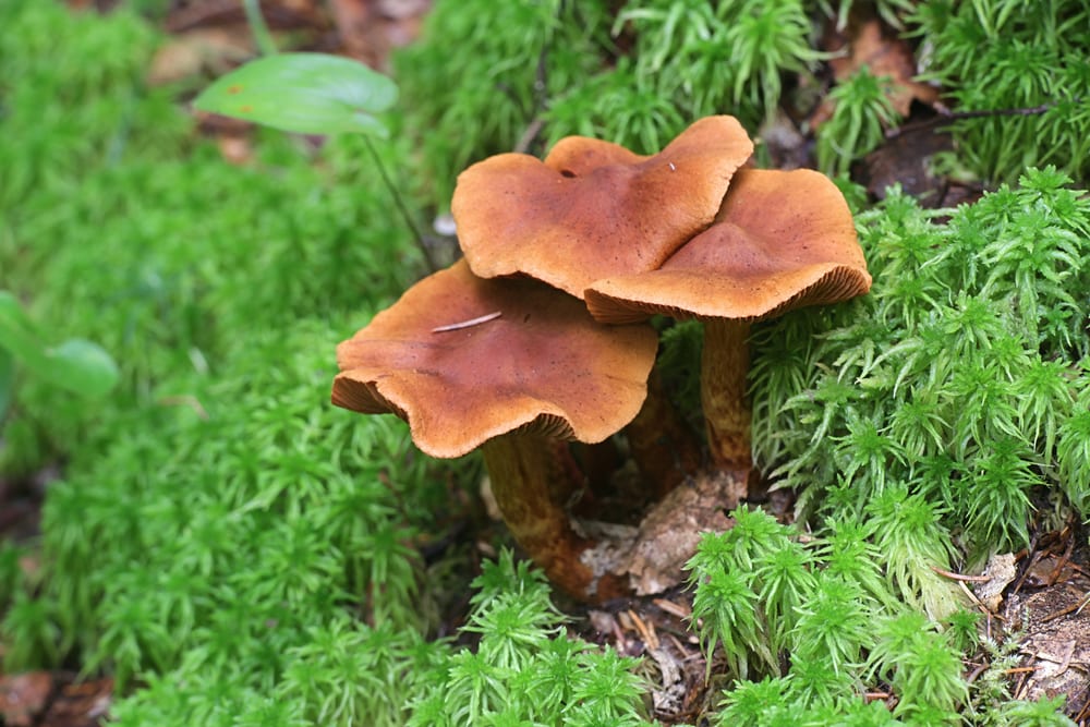 Deadly Webcap (Cortinarius rubellus) growing under a tree