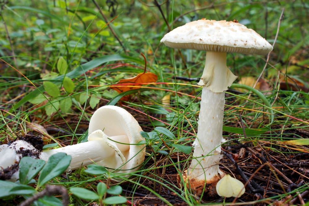 Destroying Angel (Amanita virosa) with one of them fell down