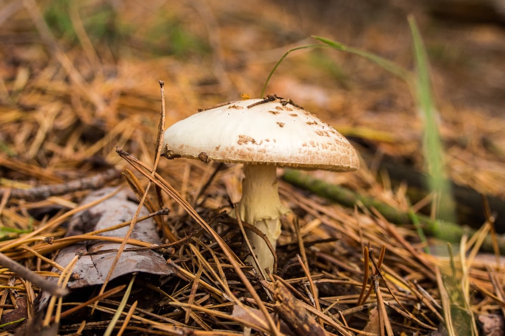 Deadly Dapperling (Lepiota brunneoincarnata) with dry sticks around it