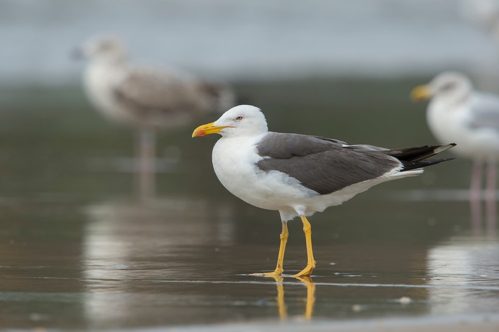 a Lesser Black-Backed Gull standing on the shoreline