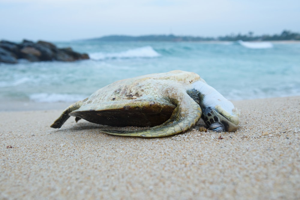 dead sea turtle washed on the shore