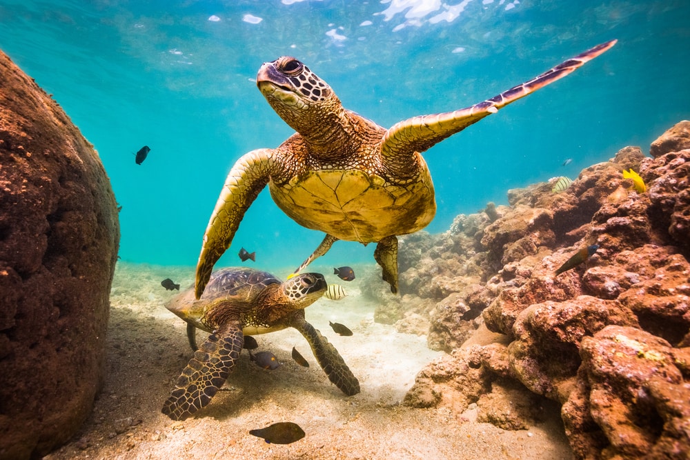 two green sea turtles swimming underwater