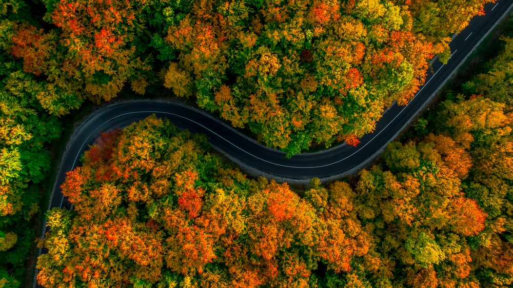 Road surrounded by trees with different colorful leaves