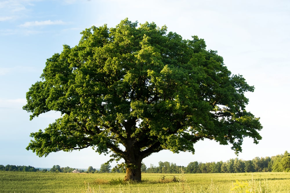 Oak tree that is changing leaves in the middle of nowhere