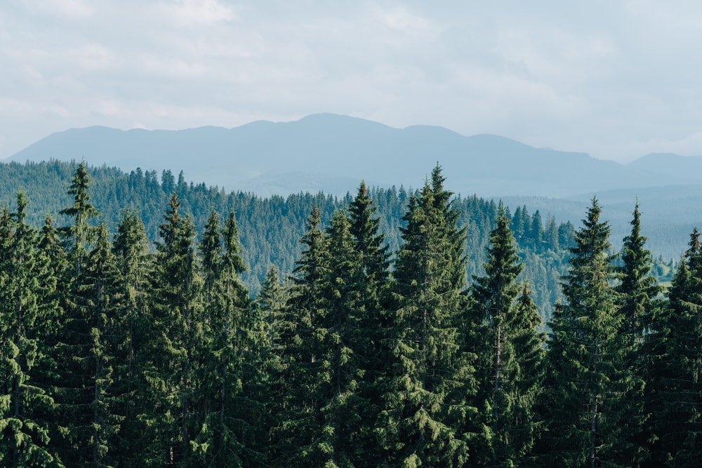 Pine trees in the mountain