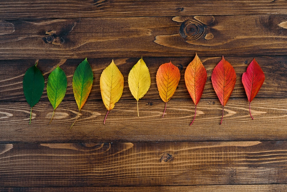 Different colors of leaves laying on a table
