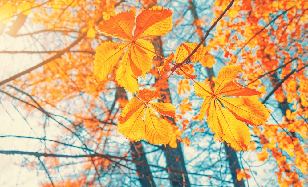 Yellow leaves with sunlight