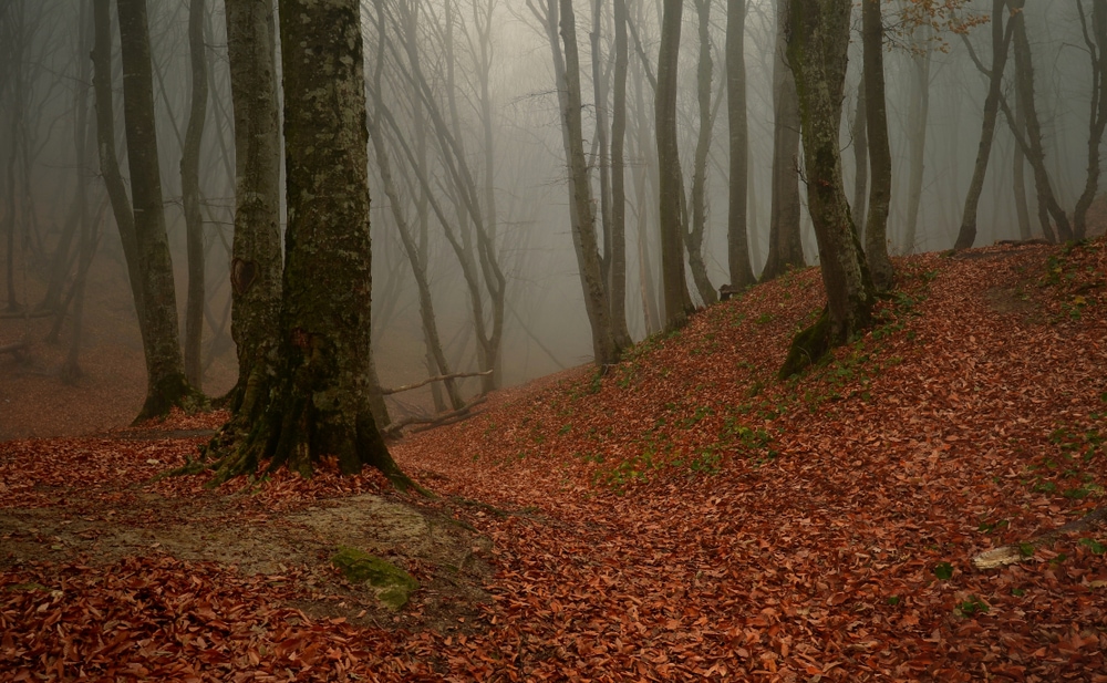 Trees with fallen leaves in the middle of the forest