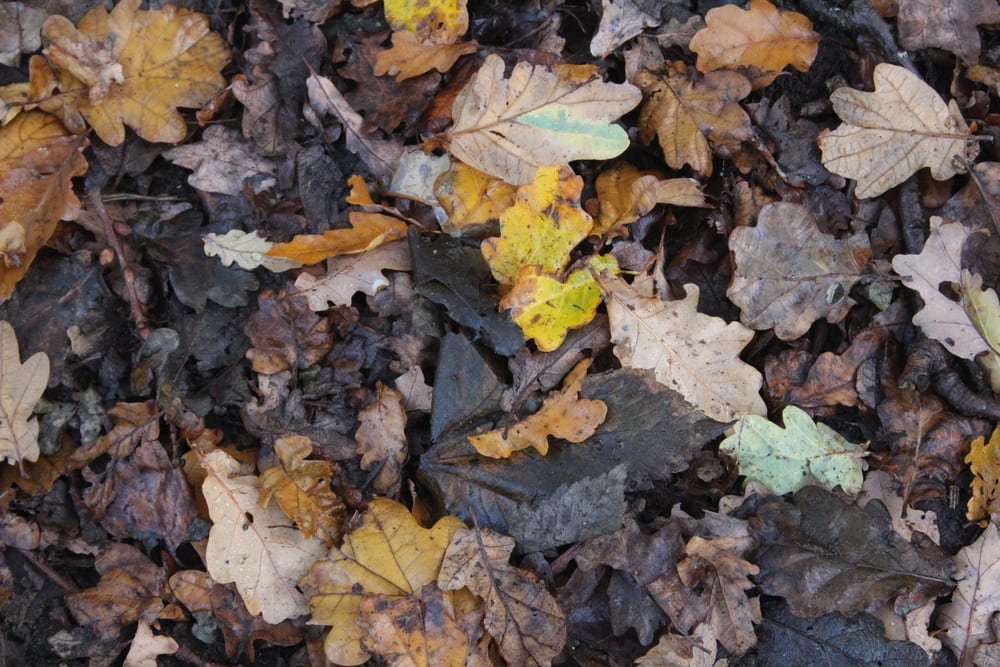 Dead leaves on the ground