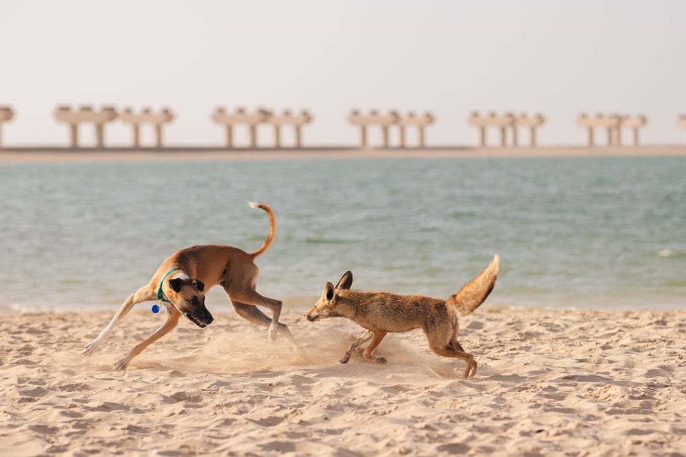 a coyote and a dog on a beach