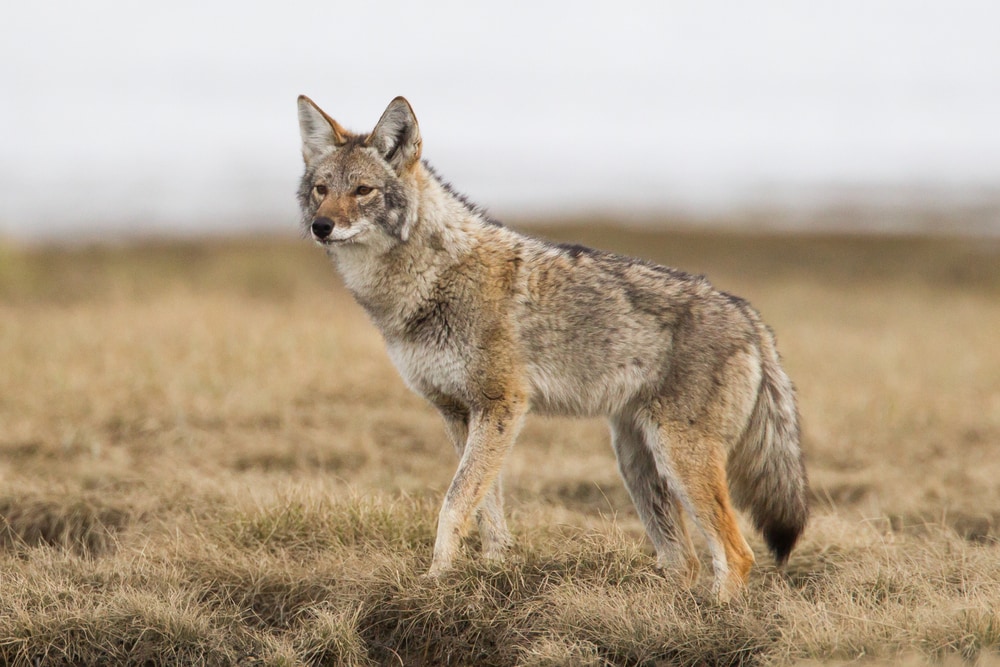a coyote standing on a meadow