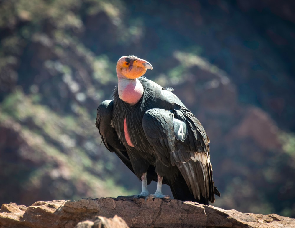 image of an endangered California condor marked number 4 in rand Canyon