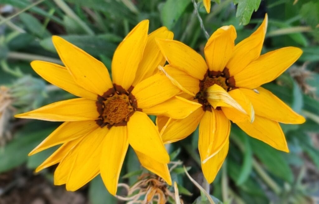 close up image of an Eggert's sunflower